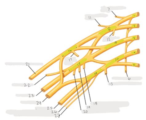 Brachial Plexus Diagram Diagram Quizlet