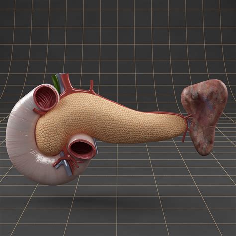 Anatomy Pancreas Duodenum Spleen 3d Model Cgtrader