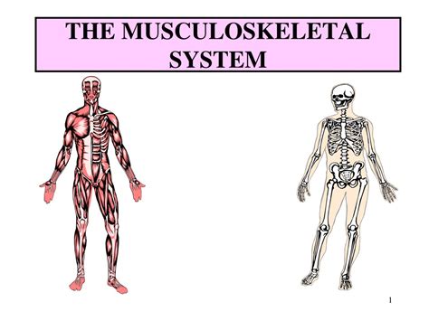 Ppt The Musculoskeletal System Powerpoint Presentation Free Download