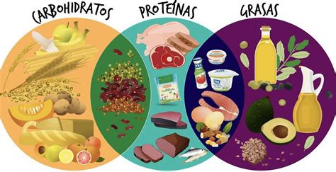 Función De Los Alimentos Al Organismo Y Los Nutrientes Que Lo Componen