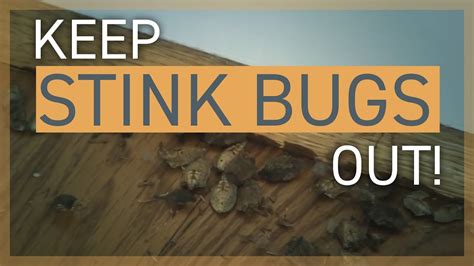 Brown Marmorated Stink Bug Control Keeping Stink Bugs Out Of Your