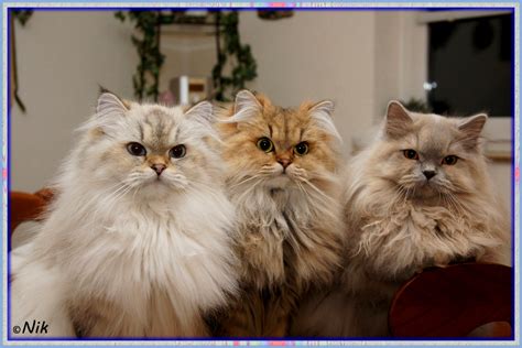 Britisch Langhaar Katzen Foto And Bild Tiere Haustiere Katzen Bilder