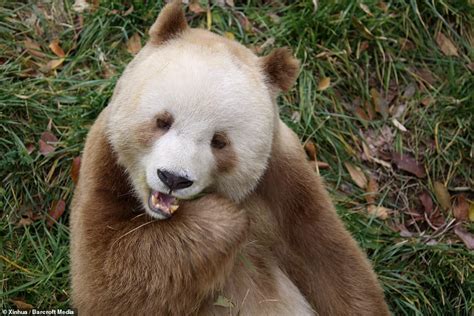 The Worlds Only Brown Panda Gets Adopted Qizai Was Bullied As A Cub