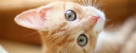 Maybe you would like to learn more about one of these? 9 Best Hypoallergenic Cats for People with Allergies ...