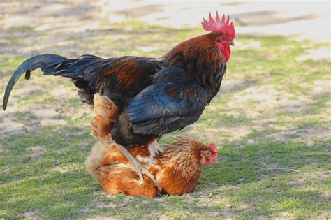 Chicken Mating How Does That Work The Chicken Chick®