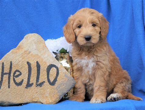 Having inherited the agility and intelligence of the miniature poodle, the sweet and loyal nature of the golden retriever, and the cuddly good looks of both parent breeds, the mini goldendoodle is known to thrive as a therapy. Mini Goldendoodle For Sale Holmesville, OH Male- Baxter ...