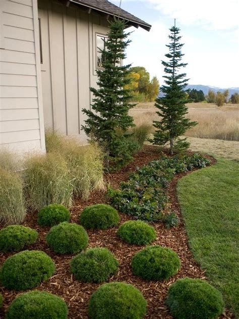 Amazing Evergreen Grasses Landscaping Ideas42 Evergreen Landscape