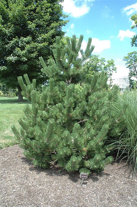 How to grow austrian pine. Oregon Green Austrian Pine (Pinus nigra 'Oregon Green') in Columbus Dublin Delaware Grove City ...