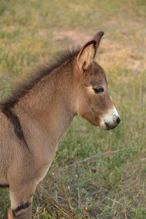 Baby Donkeyshetland Cross The Sort Mule Baby Donkey Animals Horses