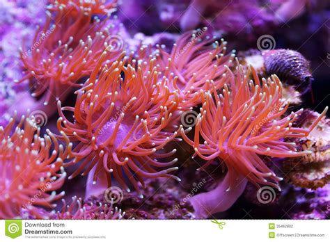 Sea Anemones Stock Photo Image Of Invertebrate Anemone