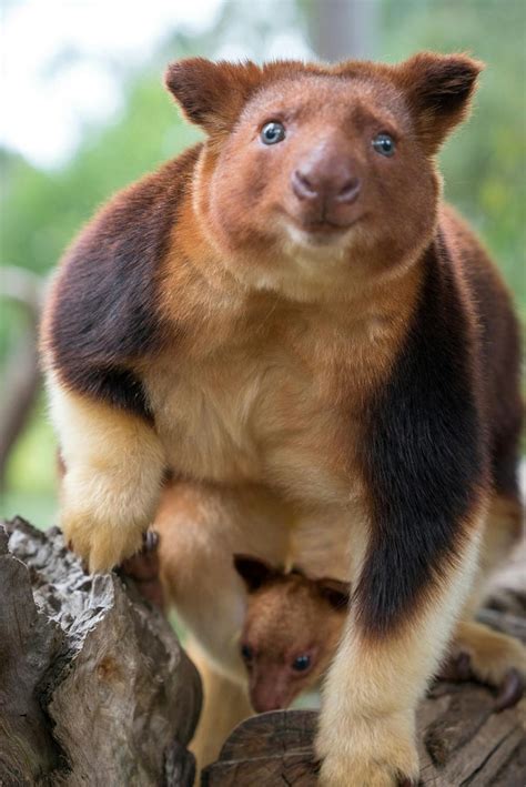 Meet Chimbu The Blue Eyed Bear Eared Tree Kangaroo Palm Oil Detectives