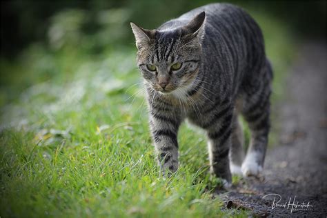 Felis Catus Foto And Bild Herbst Katze Tier Bilder Auf