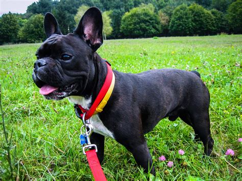 The boston terrier and french bulldog are as unique as the next dog, but, both will very quickly find their way into your heart. Free Images : puppy, pet, vertebrate, french bulldog, dog ...
