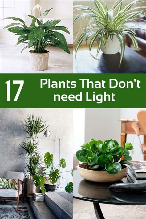 Grow lights can be used to keep plants healthy and thriving during winter months. 17 Plants That Don't Need Light You Can Grow Indoors ...