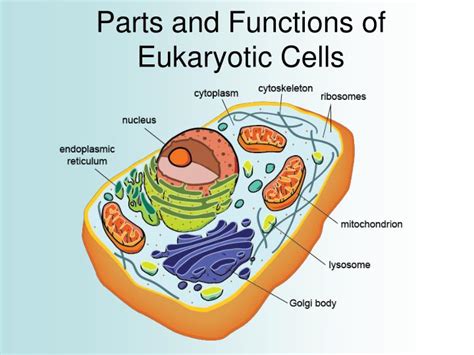 Organelles are components of cells with specific functions. PPT - Cell Theory and the Scientists Who Helped Shape It ...