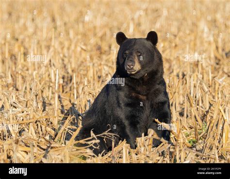 American Black Bear Ursus Americanus Sitting In A Cornfield Stock