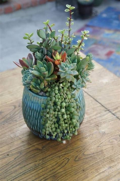 43 Outstanding Succulent Gardens You Can Create At Home