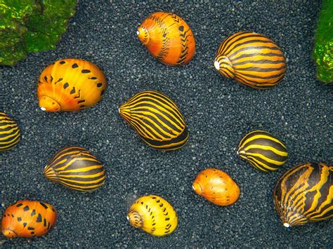 Buy Aquatic Arts 6 Nerite Snails Combo Pack Neritina Natalensis 3