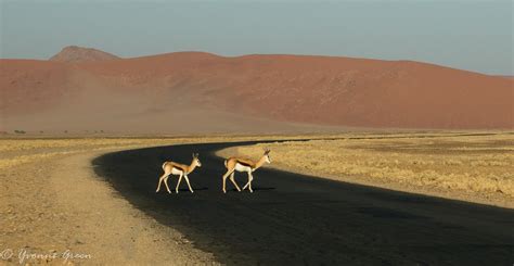 Springbok Crossing On The Road To Sossousvlei Namibia Yvonne Green