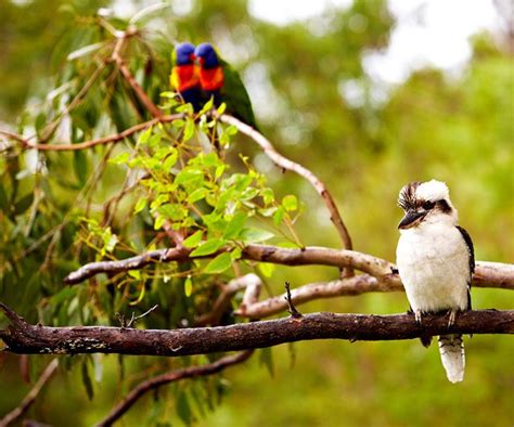 How To Attract Native Birds To Your Garden Australian House And Garden