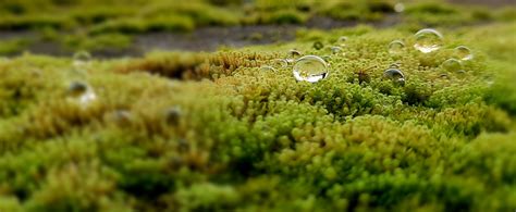 Whats Behind Japans Moss Obsession World Sensorium Conservancy