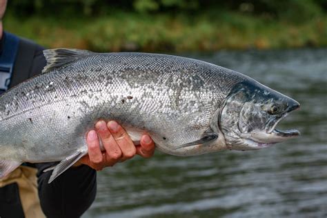 Wild Alaska Salmon Local Salmon From Alaska United States Of America