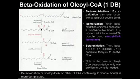 Pufas Beta Oxidation Of Oleic Acid 1 Double Bond Youtube