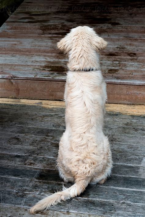 Dog Sitting On Dock At Cottage From Behind By Stocksy Contributor