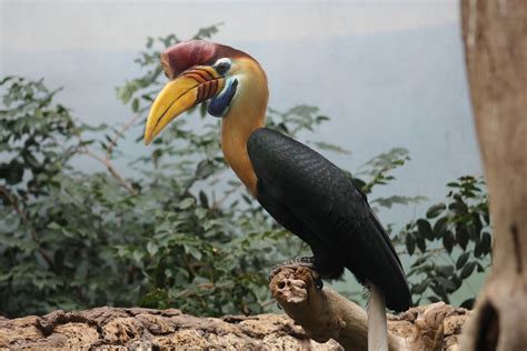 Male Sulawesi Knobbed Hornbill Zoochat