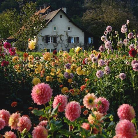Cottage Core Aesthetic Nature Aesthetic Flower Aesthetic Pretty