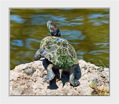 Turtle Basking Sarasota Abstracts Flickr
