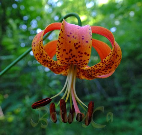 Lilium Michiganense Botanically Inclined Seed Adventures