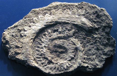 Helicoprion ferrieri (fossil shark tooth whorl) (Skinner R… | Flickr