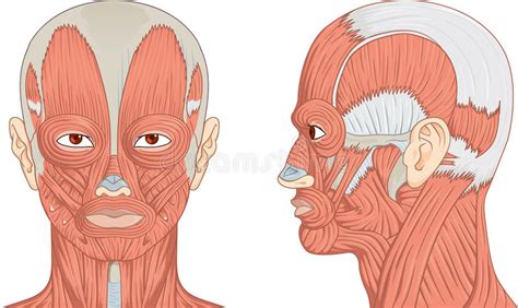 The head rests on the top part of the vertebral column, with the skull joining at c1. Human Head And Neck Muscles Diagram Stock Vector ...