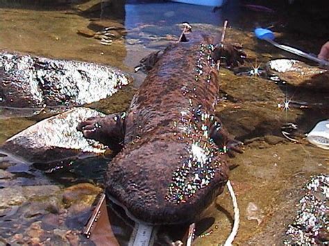 Animal Forteana Giant Salamander Sighted In Kyoto Japan The Daily Grail
