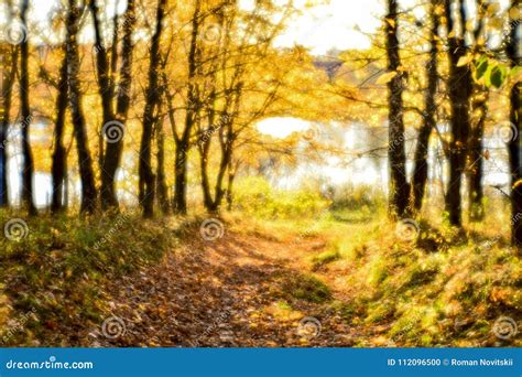 Blurred Autumn Landscape Backlit With Trees Fallen Yellow Leaves And