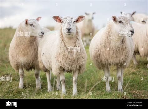 Cross Breed Sheep Hi Res Stock Photography And Images Alamy