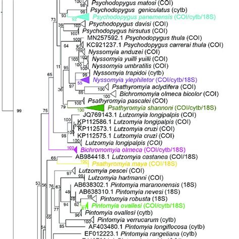 Phylogenetic Relations Among Phlebotomine Sand Fly Species Comparing Download Scientific