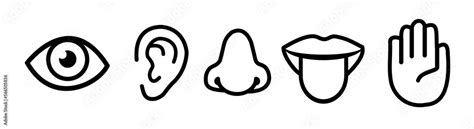 Human 5 Five Senses Icons Png Humans Five Senses Sight Hearing