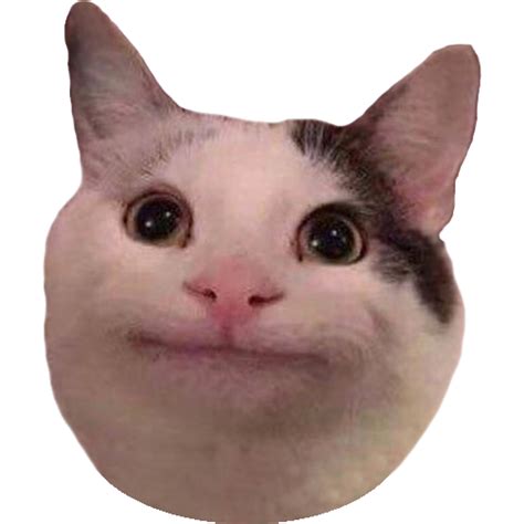 Výsledek Obrázku Pro Polite Cat Cat Memes Cats White Cat Meme