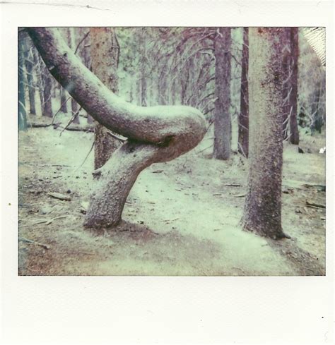 Bent Tree By Instantphotographer On Deviantart