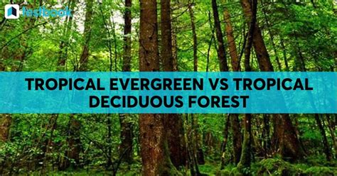 Tropical Evergreen And Tropical Deciduous Forests Differences