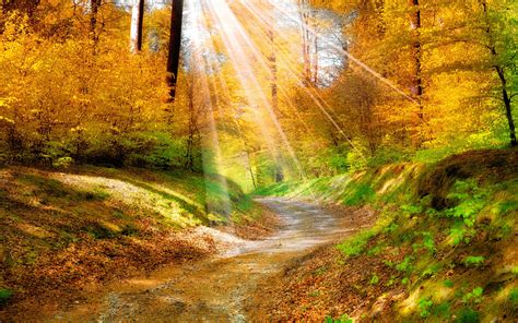 壁纸 金色的秋天树叶，黄色，森林，树木，人行道，阳光 2560x1600 Hd 高清壁纸 图片 照片