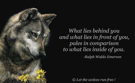 An Image Of A Wolf With A Quote On It That Says What Lies Behind You