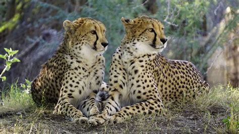 Гепарди се връщат сред природата в Индия за възстановяване на