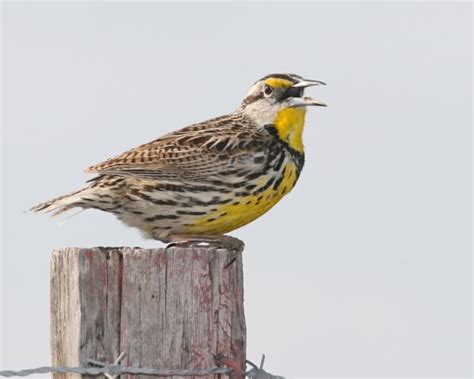 Eastern Meadowlark Photos Birdspix