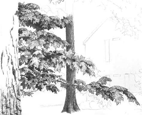 Drawing Tree Foliage Pen And Ink Art Tutorial