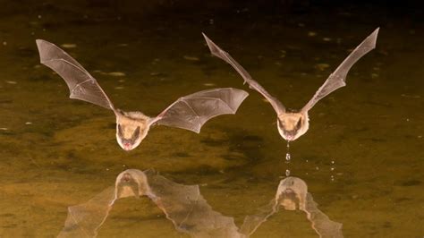 11 Bloody Facts About Vampire Bats Mental Floss