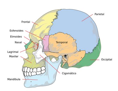 Cráneo Wikipedia La Enciclopedia Libre