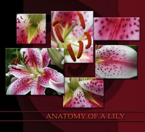 Anatomy Of A Lily
